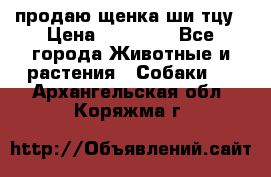 продаю щенка ши-тцу › Цена ­ 10 000 - Все города Животные и растения » Собаки   . Архангельская обл.,Коряжма г.